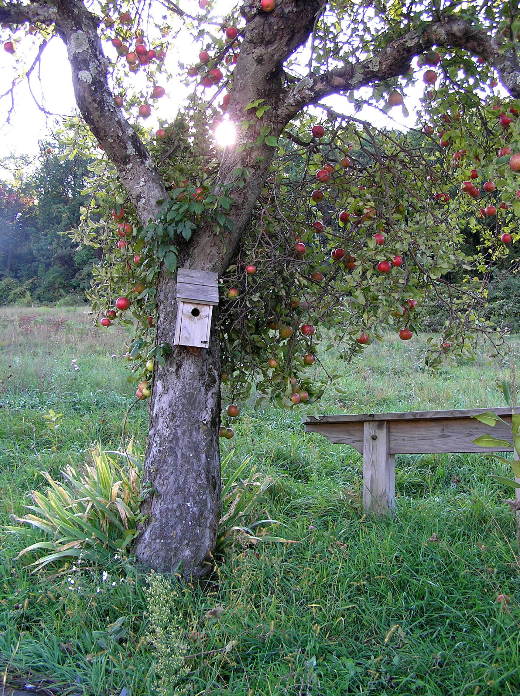 Orchard Scene