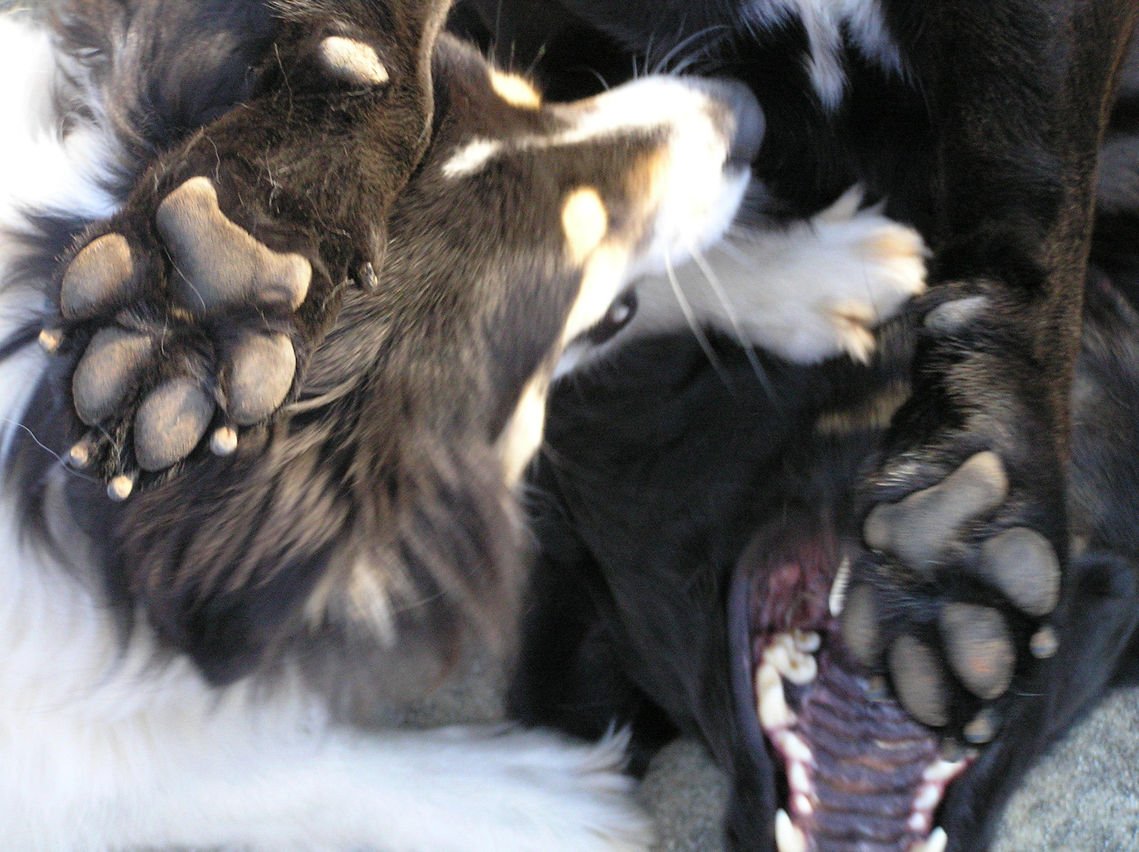 Black & White Dog Fight