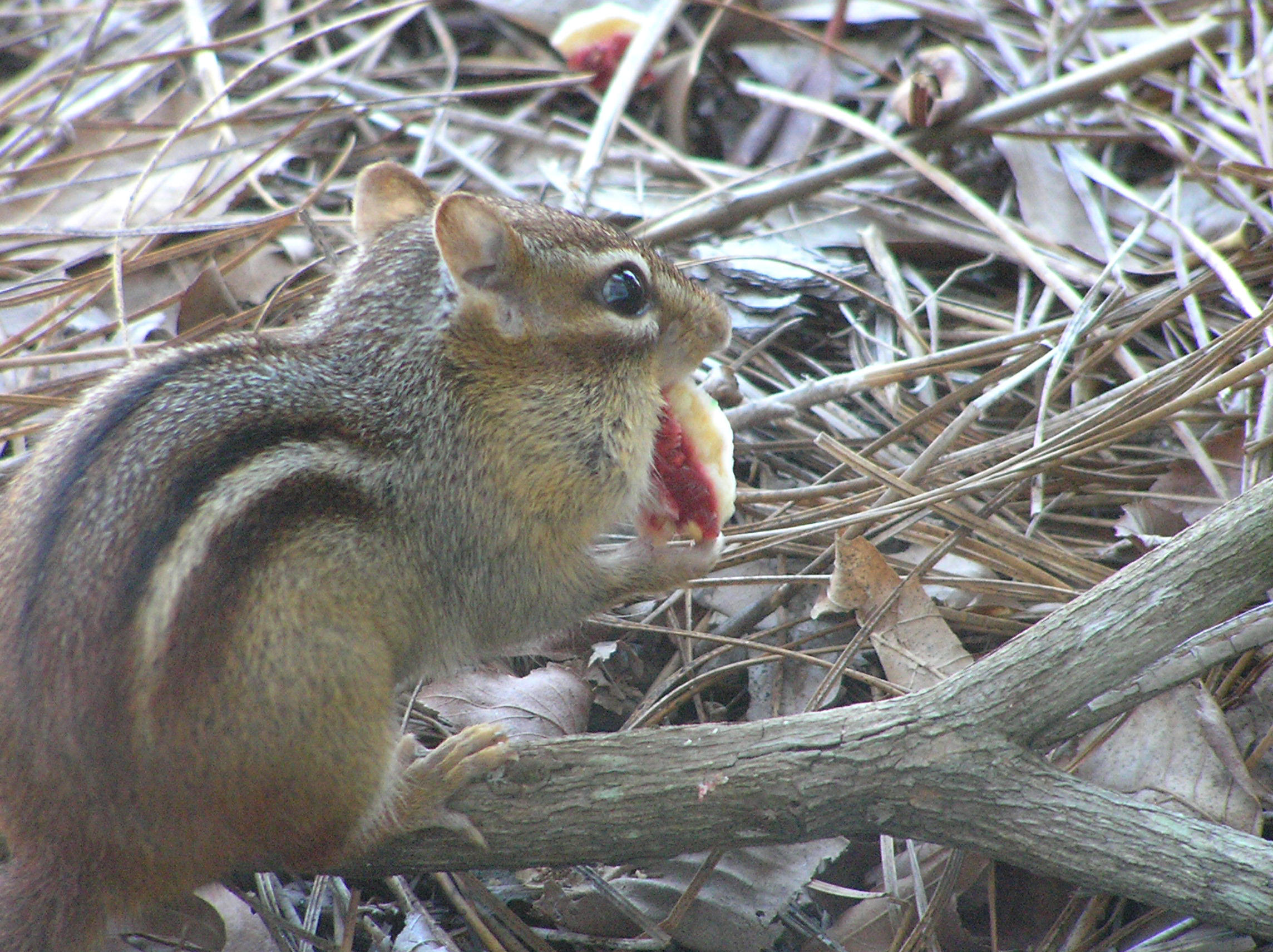 Yeah! More Pop-Tarts!