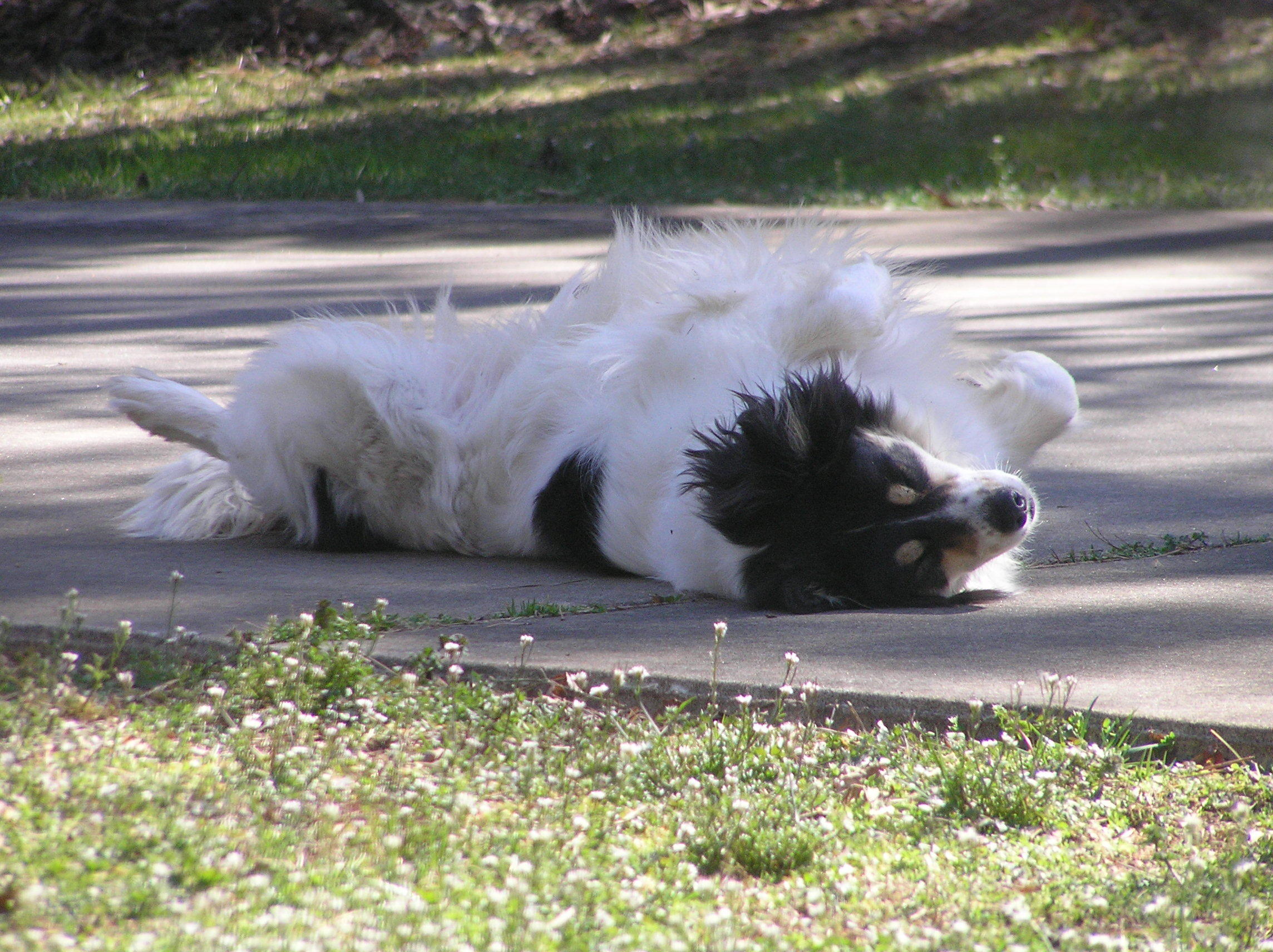 Dog days of spring