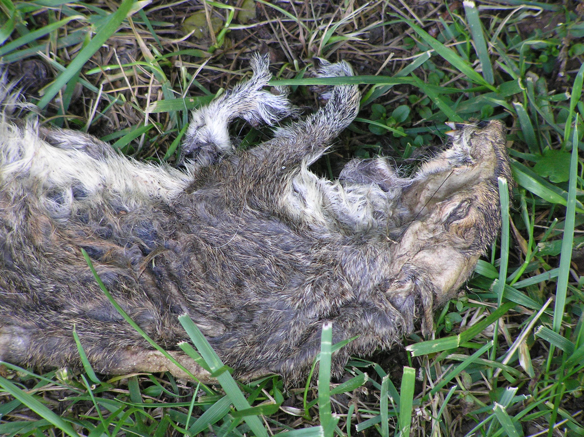 Nearby Squirrel Jerky