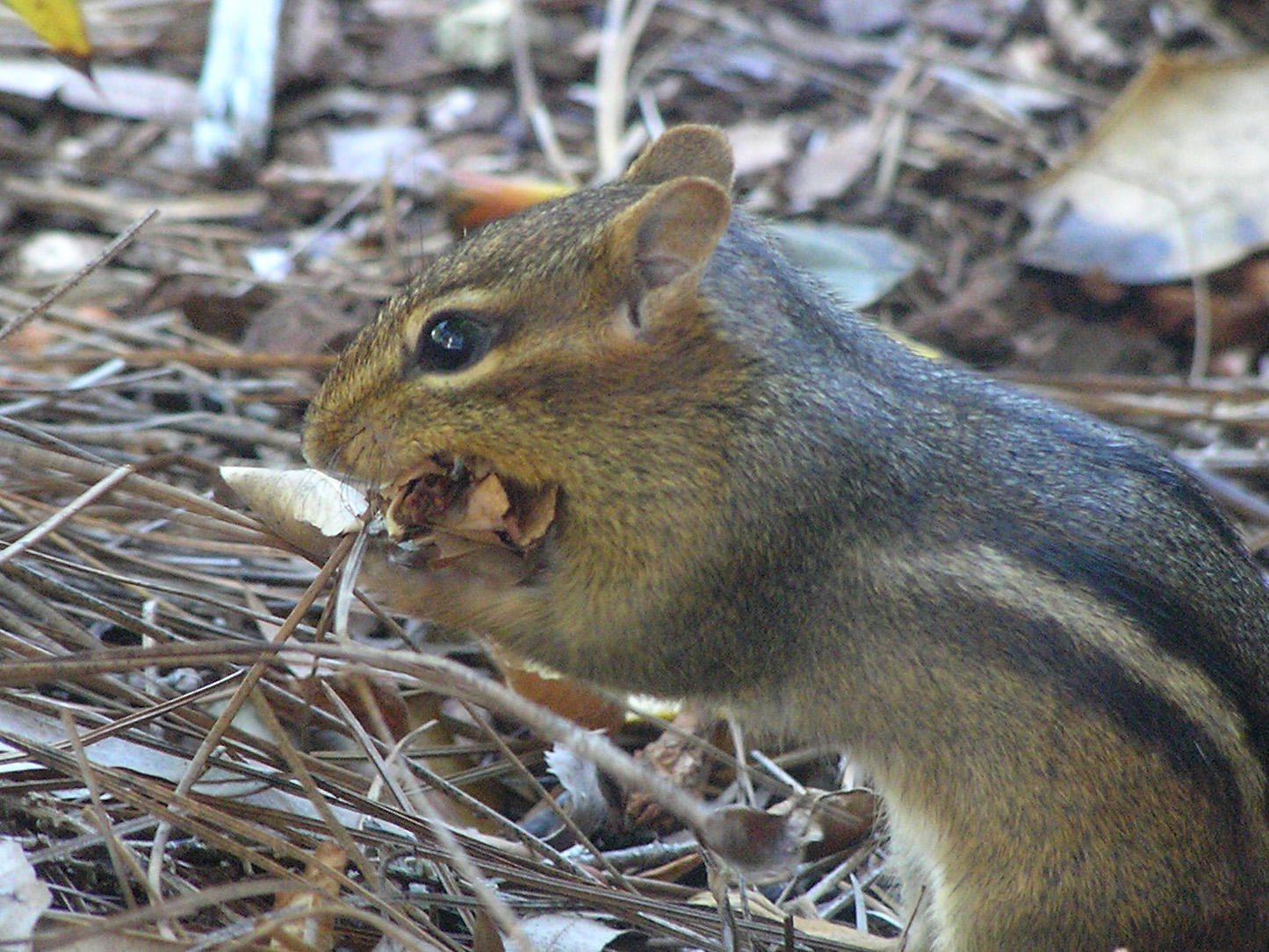 Lets see how many leaves I can stuff in my mouth!