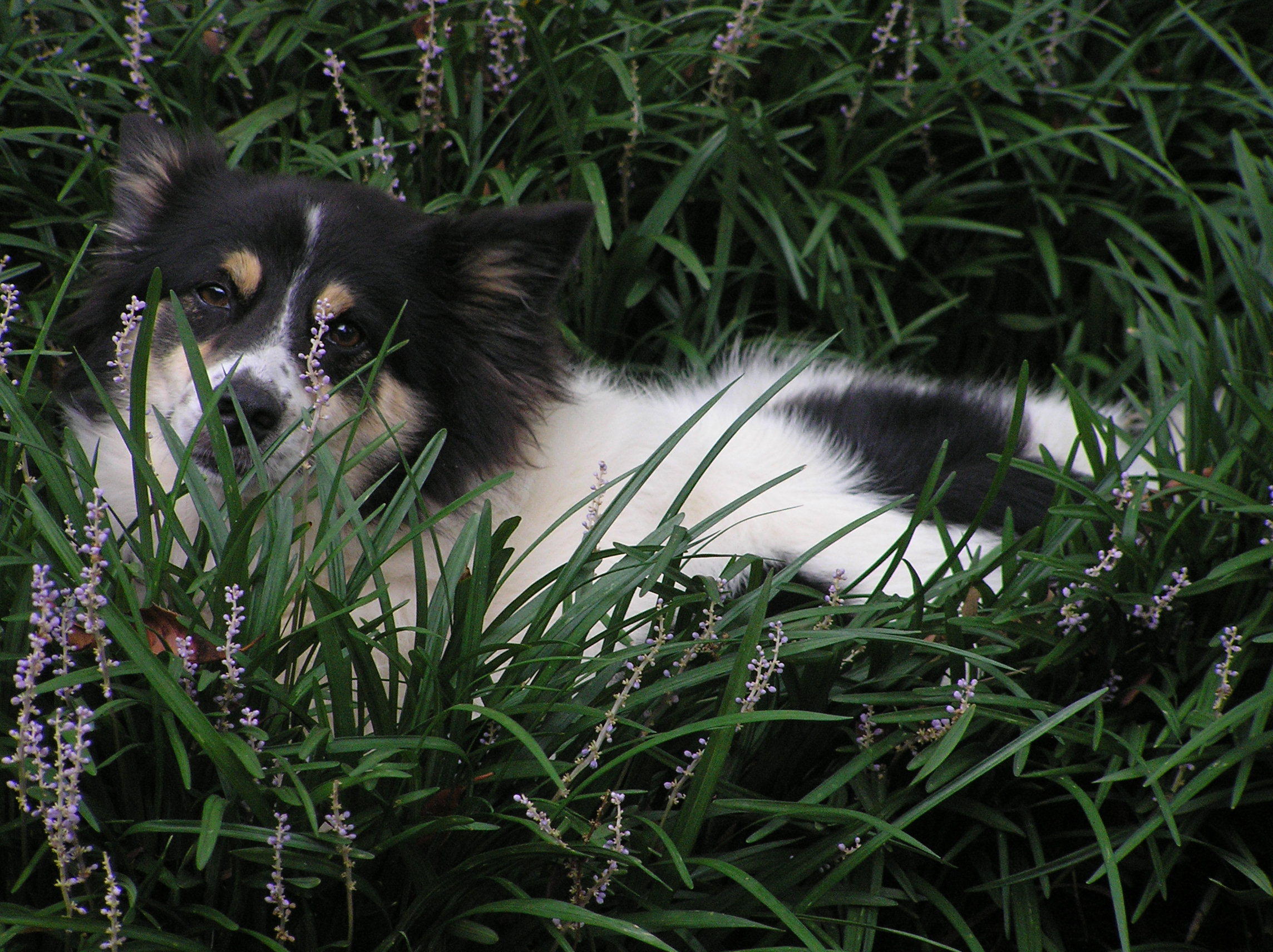 Rudi Hides