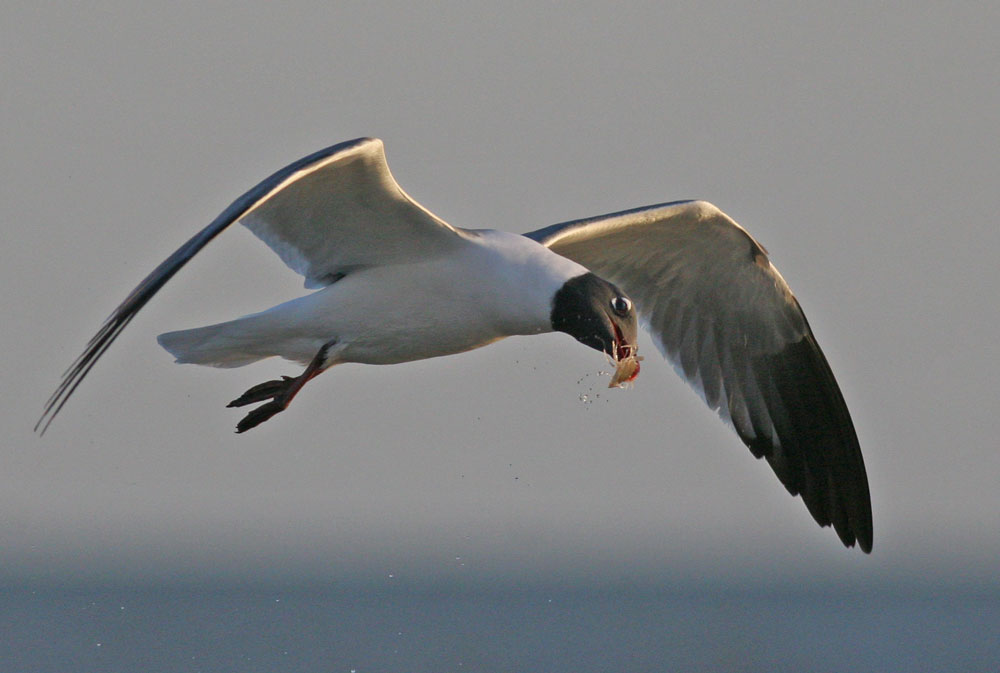 Laughing Gull