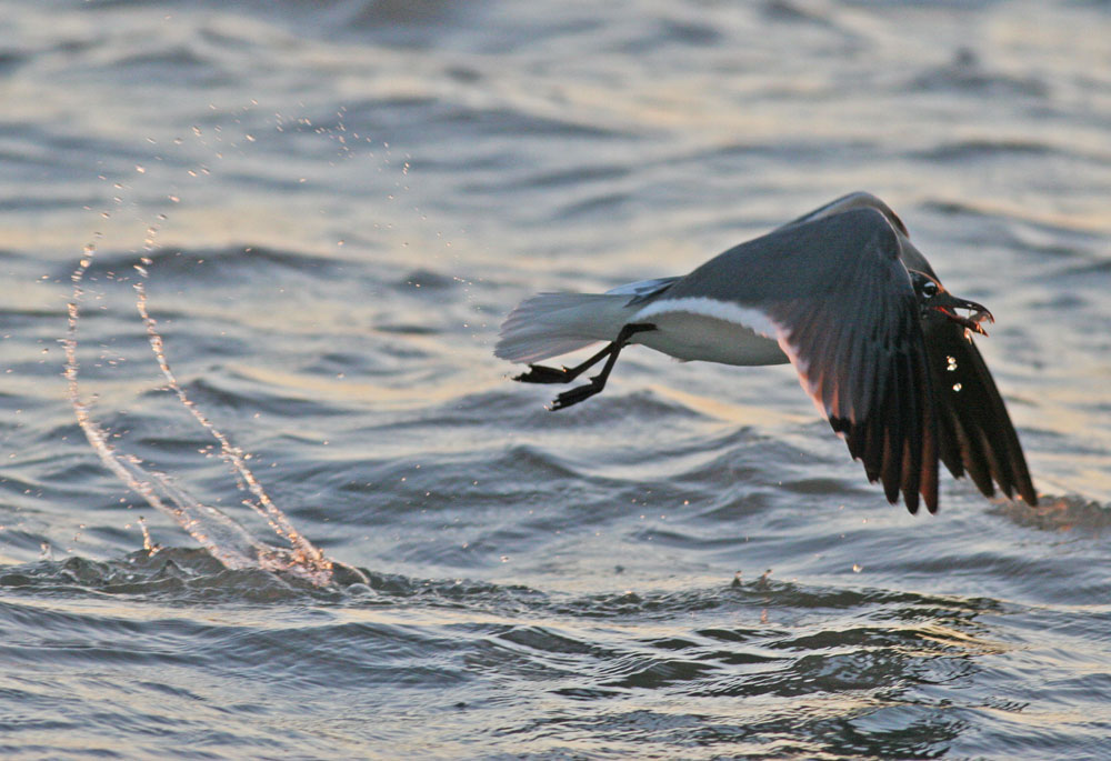 Flight path