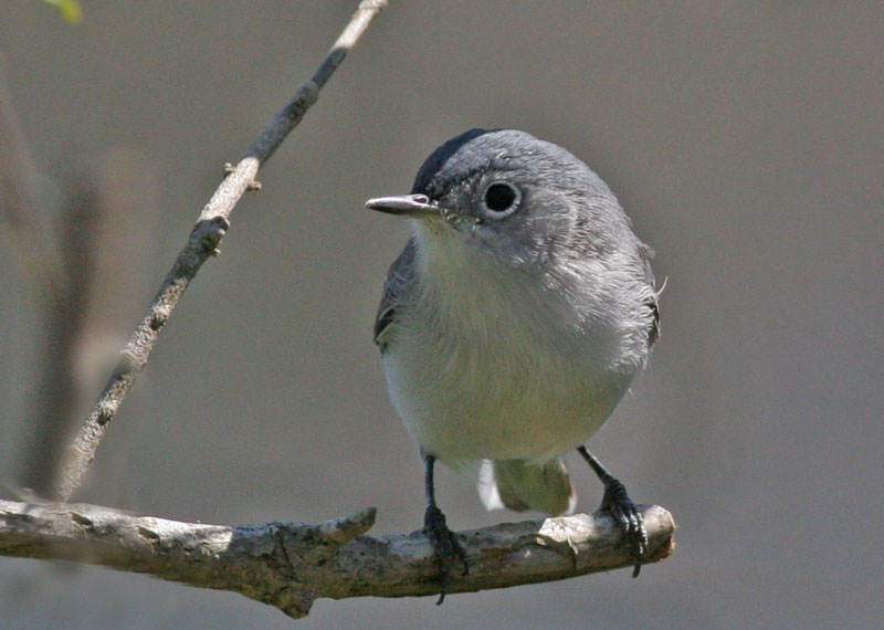 Blue-gray Gnatcatcher