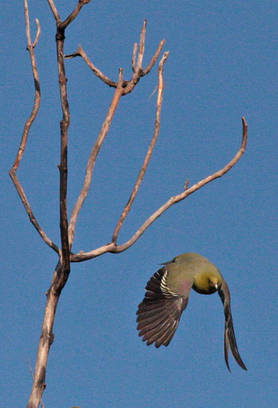 Madagascar Green Pigeon