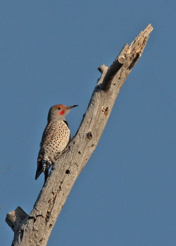 Northern Flicker