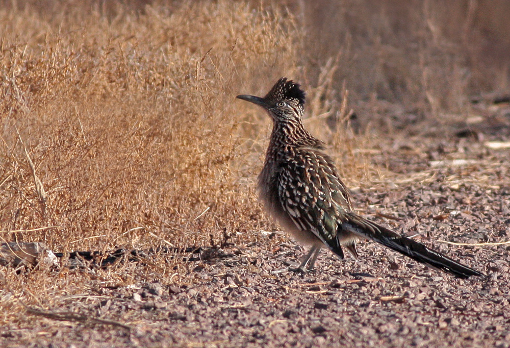 Greater Roadrunner
