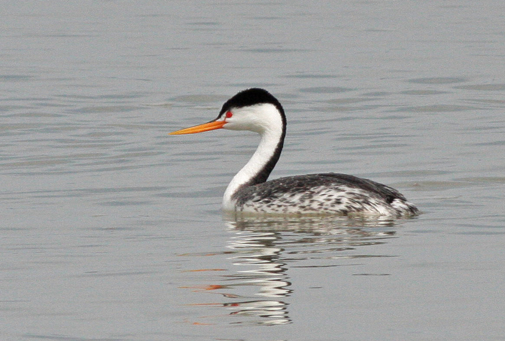 Clarks Grebe