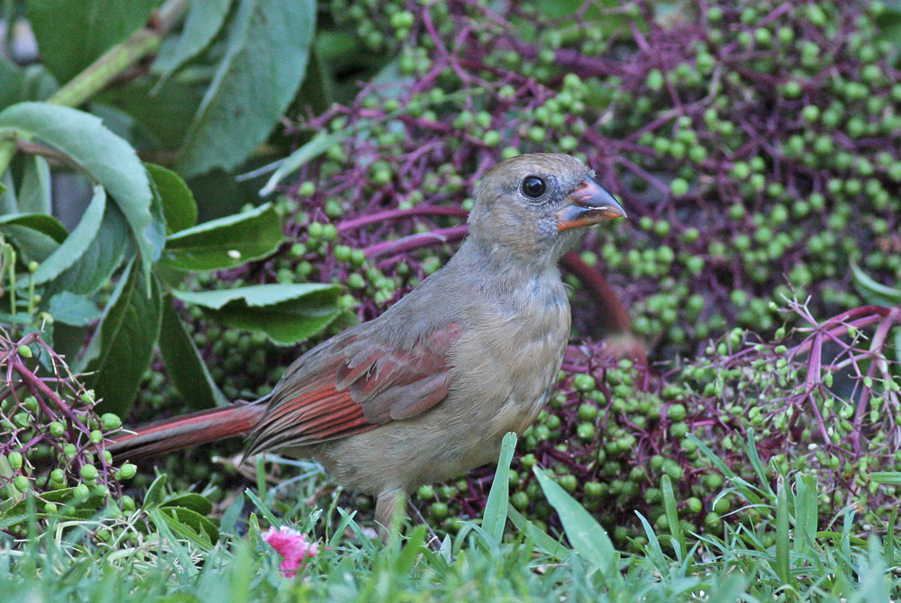 Young Birds:  Northern Cardinal