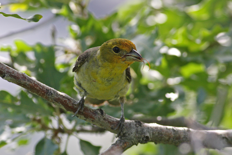 Western Tanager