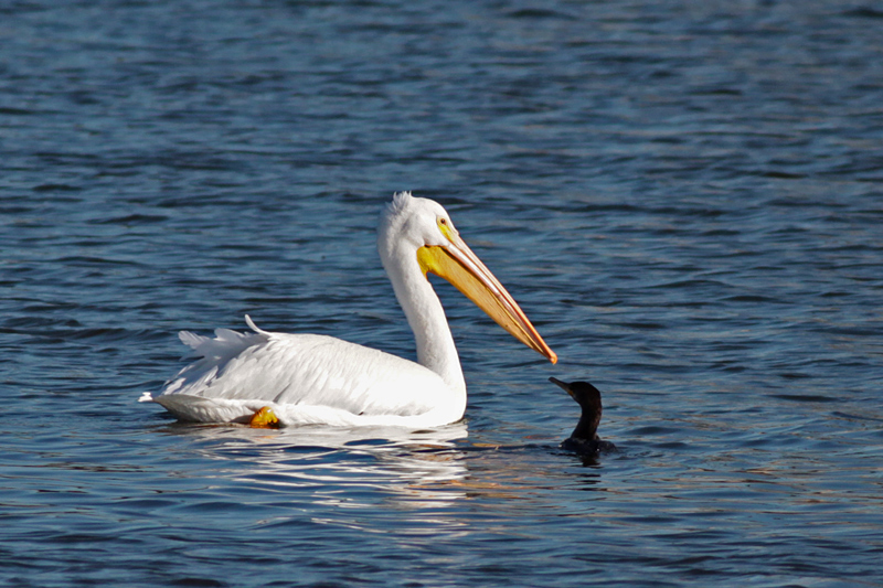 American White Pelican with Cormorant