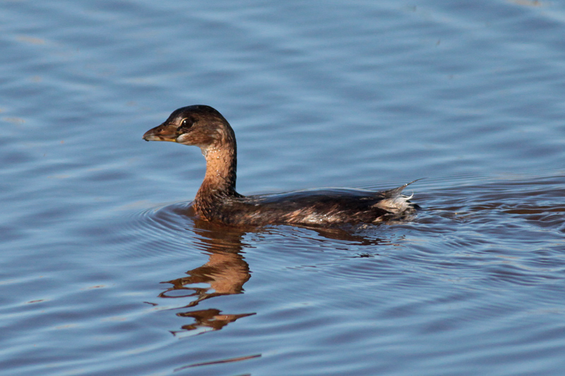 Pied-billed Grebe