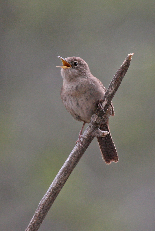 House Wren
