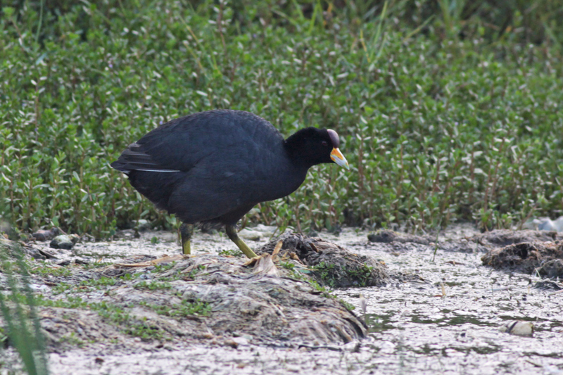 Slate-colored Coot