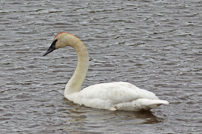 Trumpeter Swan