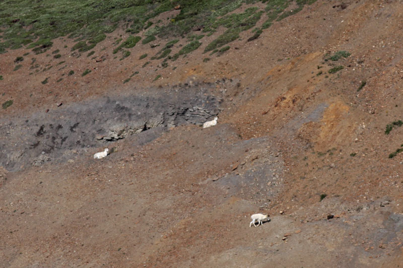 Dall Sheep--very far away!