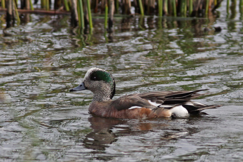 American Wigeon