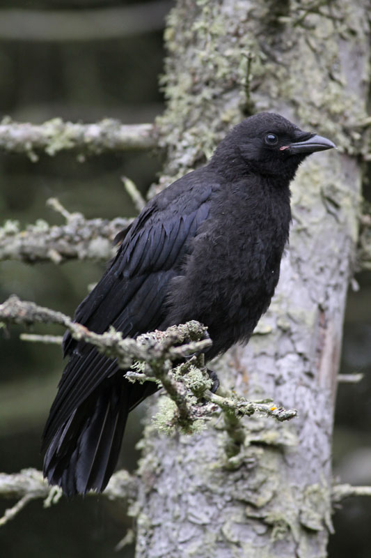Northwestern Crow