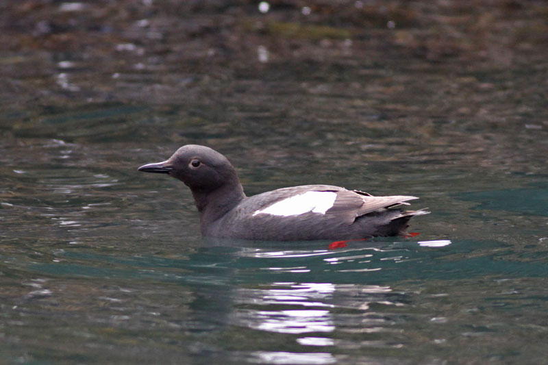 Pigeon Guillemot