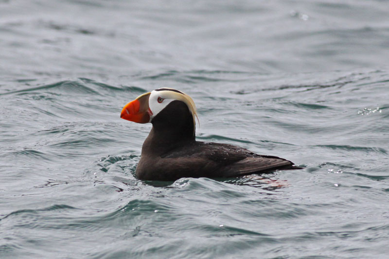 Tufted Puffin