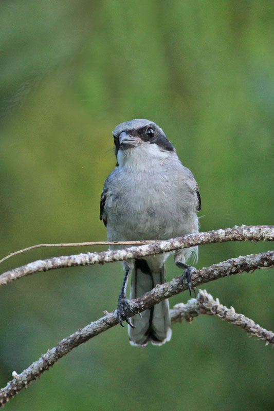 Loggerhead Shrike