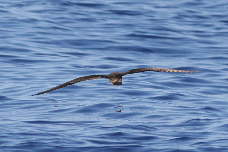 Wedge-tailed Shearwater (`Ua`u Kani)