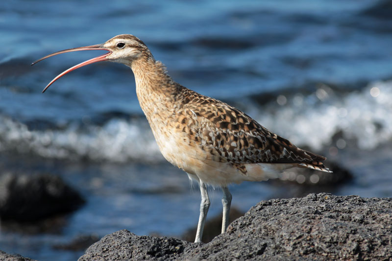 Bristle-thighed Curlew (Kioea)
