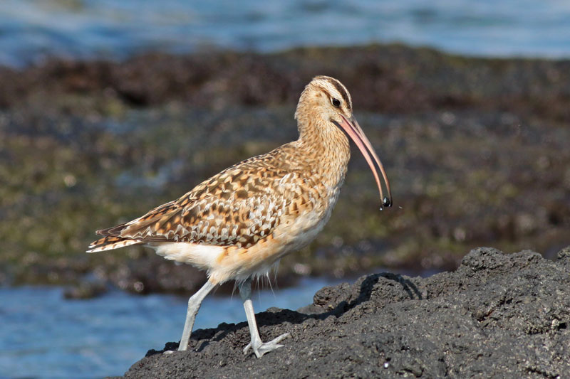 Bristle-thighed Curlew (Kioea)