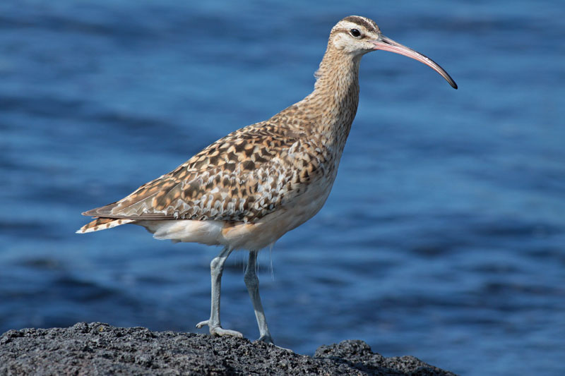Bristle-thighed Curlew (Kioea)
