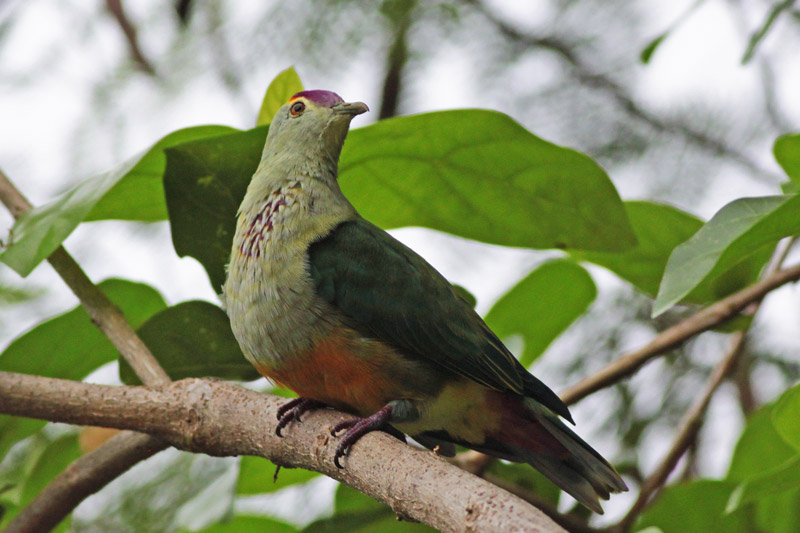 Palau Fruit Dove  