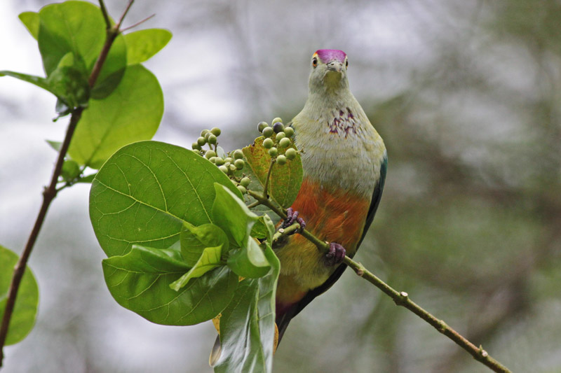Palau Fruit Dove  