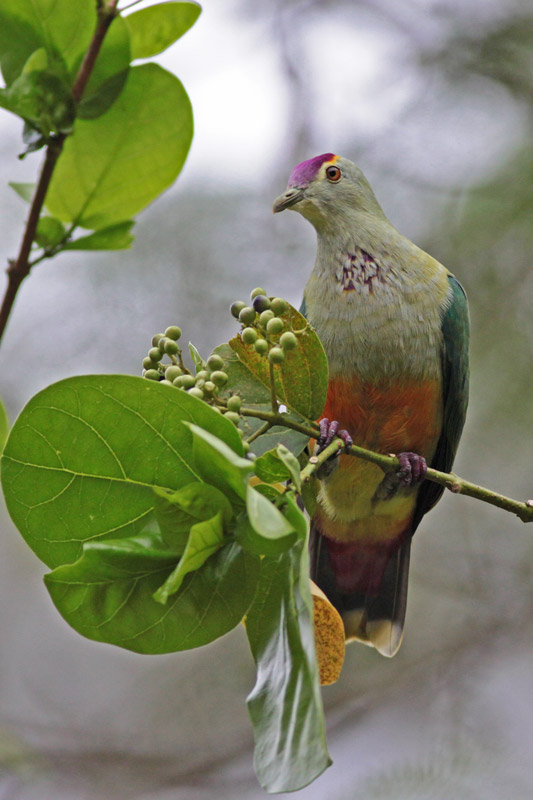 Palau Fruit Dove