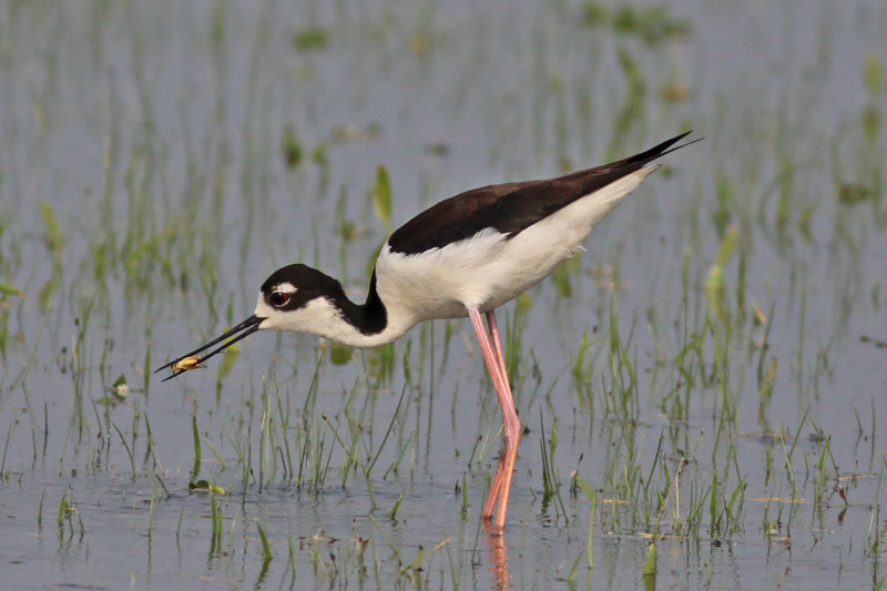 Black-necked Stilt