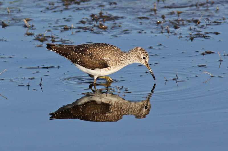 Solitary Sandpiper