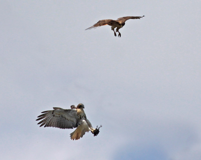 Red-tailed Hawks