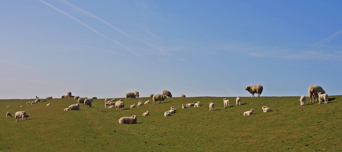 Sheep enjoying a beautiful day!