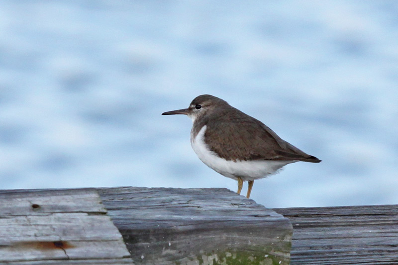 Spotted Sandpiper