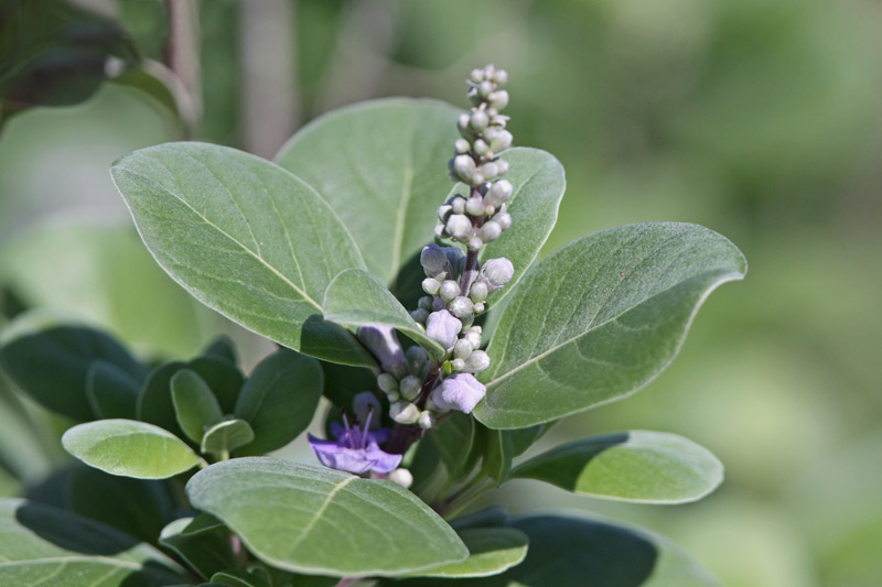Pohinahina or Kolokolo-kahakai