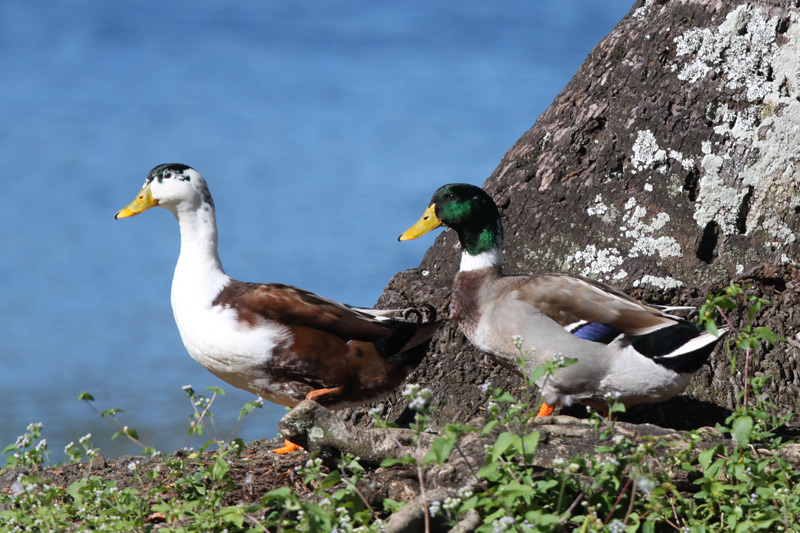 Mallard and hybrid