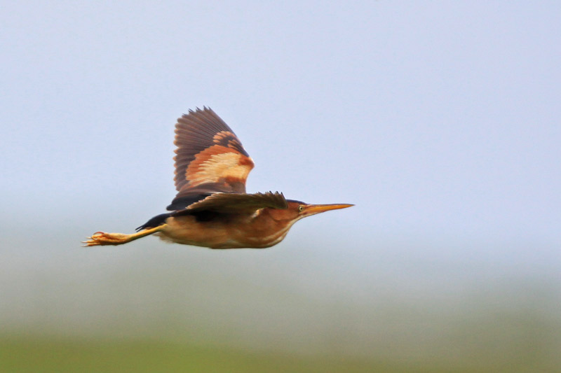 Least Bittern