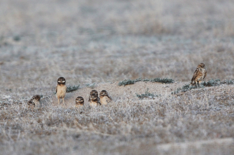 Burrowing Owls