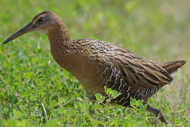 King Rail