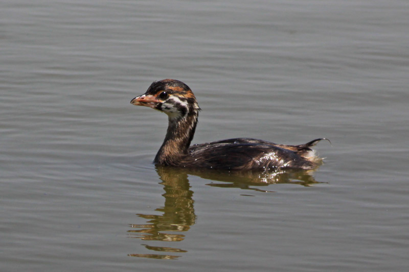 Pied-billed Grebes