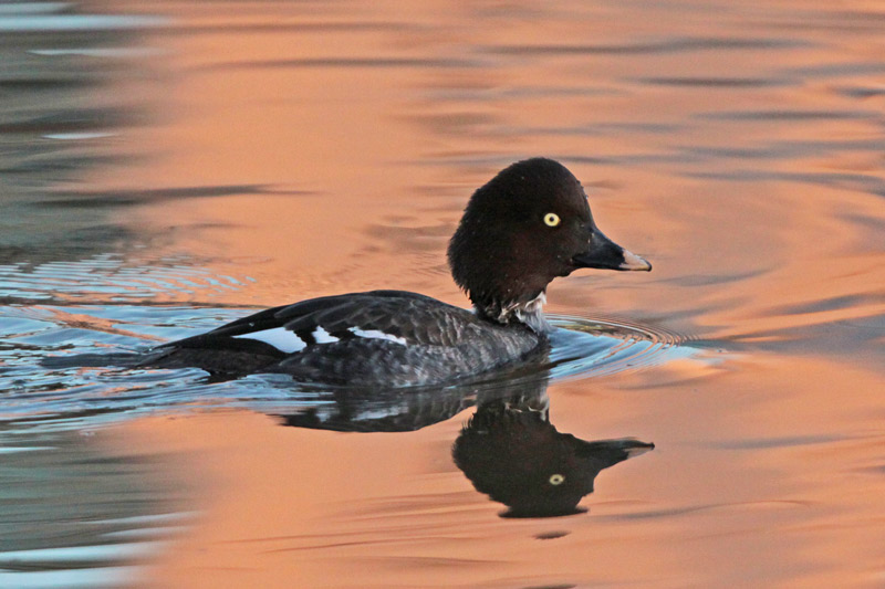 Common Goldeneye