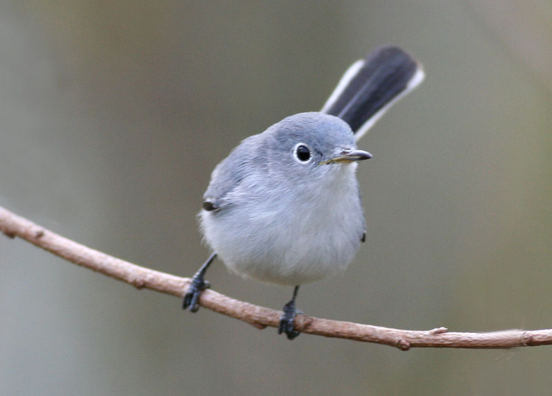 Blue-gray Gnatcatcher