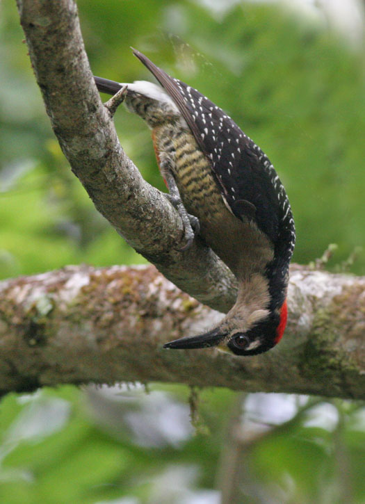 Black-cheeked Woodpecker