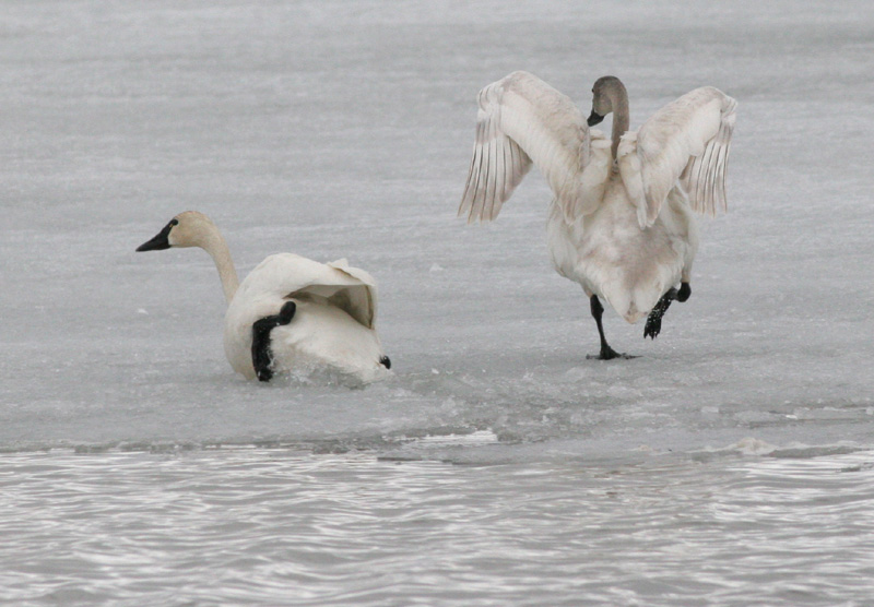 Tundra swans climbing onto the ice.