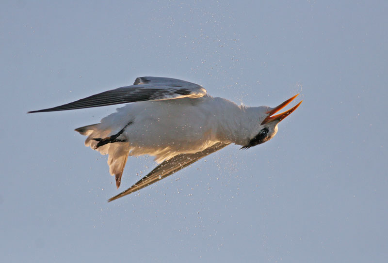 Royal tern coming out of a dive